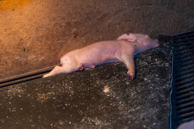 Dead piglet in farrowing crate