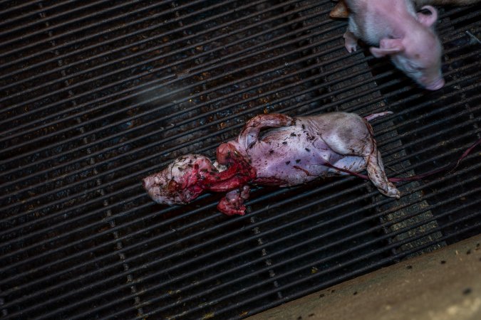 Dead partly-eaten piglet in farrowing crate