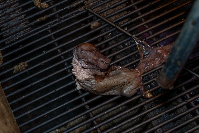 Dead piglet in farrowing crate