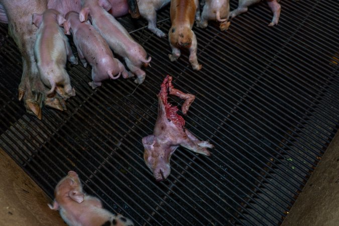 Dead partly-eaten piglet amongst siblings in farrowing crate