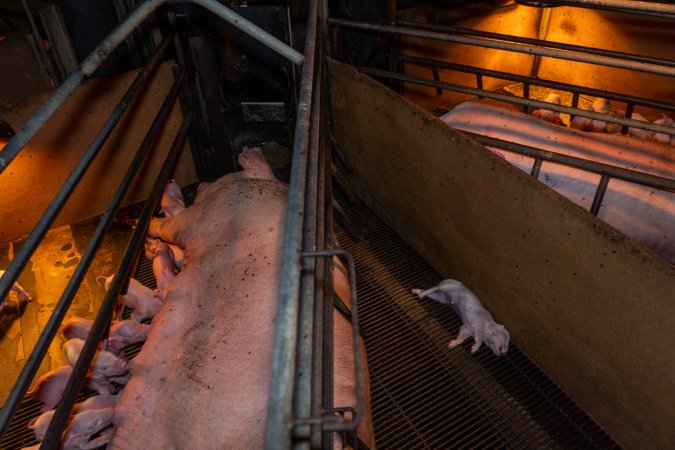 Dead piglet in farrowing crate