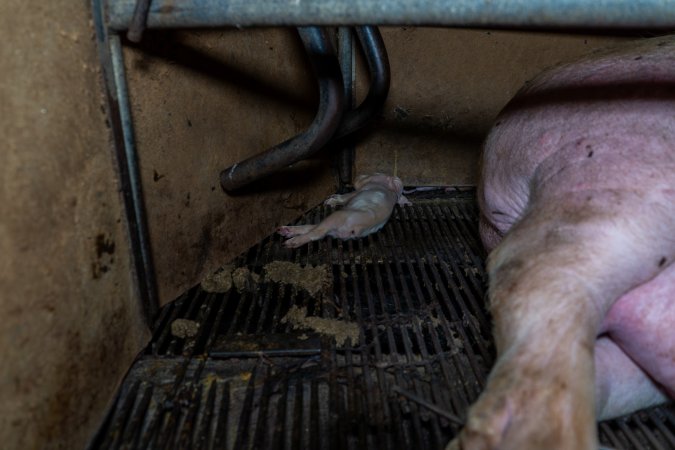 Dead piglet behind their mother in farrowing crate