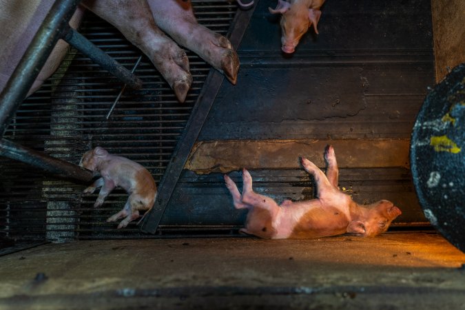 Dead piglets in farrowing crate