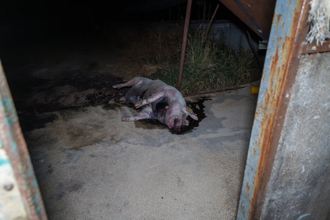 Dead sow with gashed neck outside shed