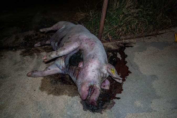 Dead sow with gashed neck outside shed