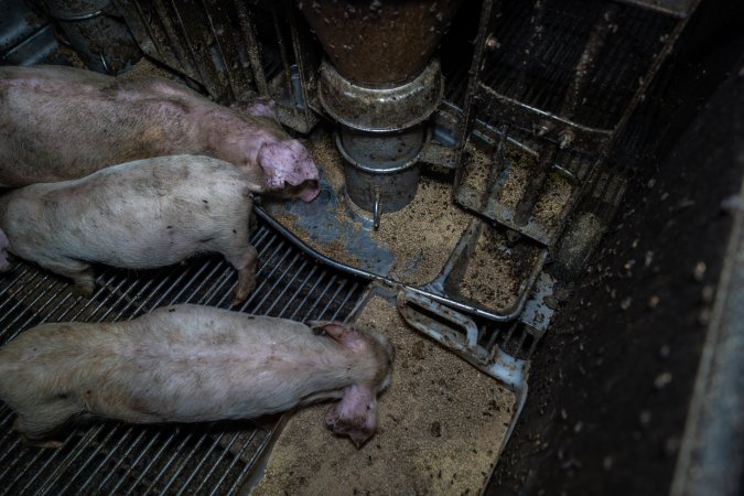 Food covered in flies, in weaner pen