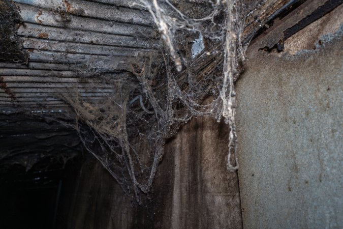 Spiderwebs hanging from ceiling in corridor