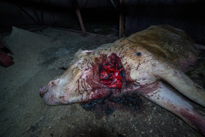 Dead sow with gashed neck outside shed