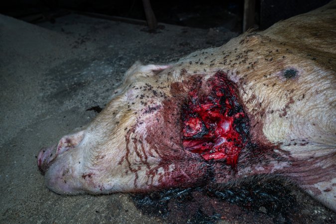 Dead sow with gashed neck outside shed