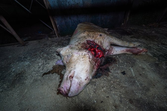 Dead sow with gashed neck outside shed