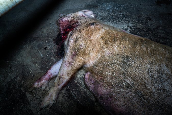 Dead sow with gashed neck outside shed