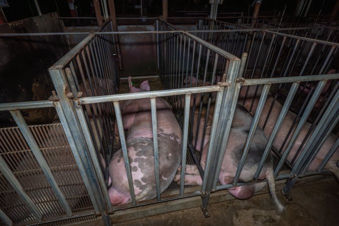 Boars in boar stalls