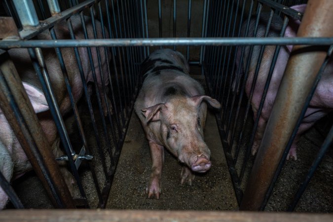 Boars in boar stalls