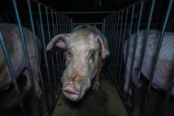 Boars in boar stalls