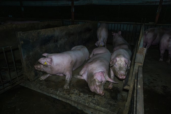 Sows in group housing pen