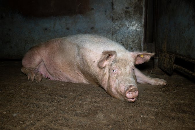 Sow in slaughterhouse holding pen