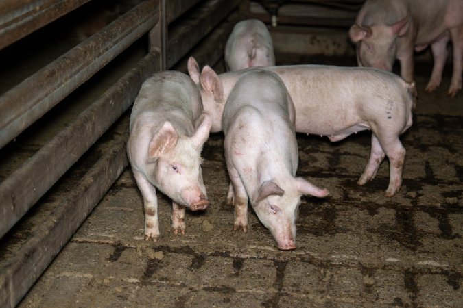 Pigs in slaughterhouse holding pens