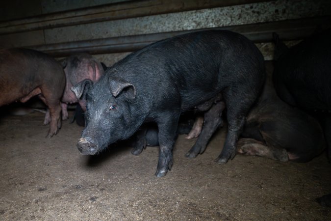 Pig in slaughterhouse holding pen