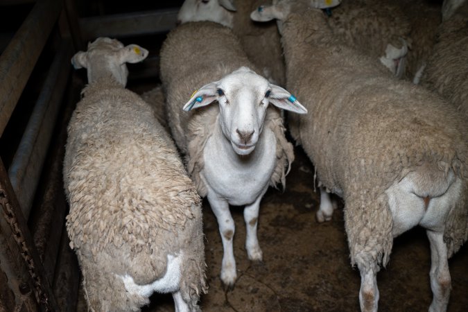 Sheep in slaughterhouse holding pen