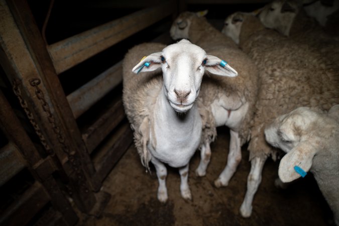 Sheep in slaughterhouse holding pen