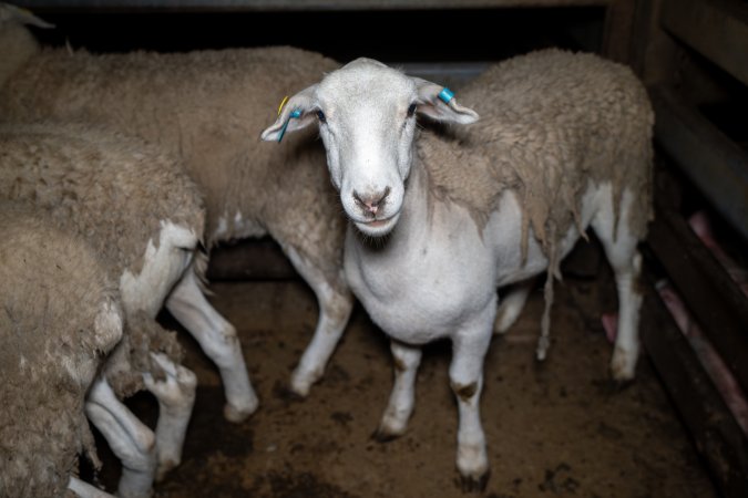 Sheep in slaughterhouse holding pen