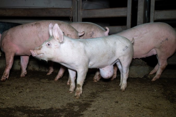 Pig with tumor in slaughterhouse holding pen