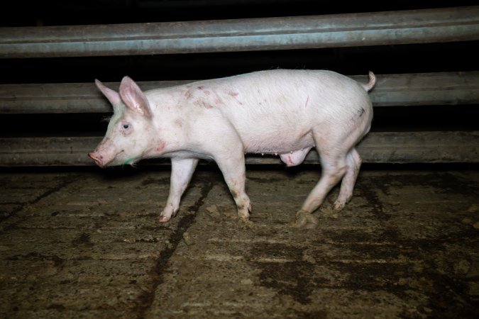 Pig in slaughterhouse holding pen