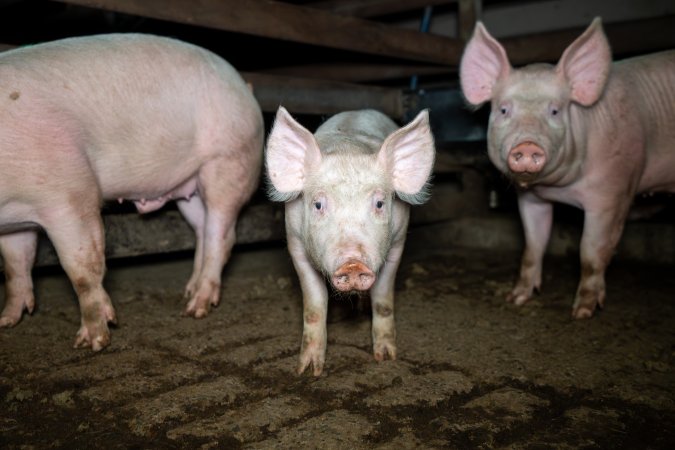 Pig in slaughterhouse holding pen