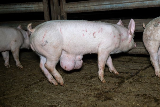 Pig with tumour and scratches in slaughterhouse holding pen