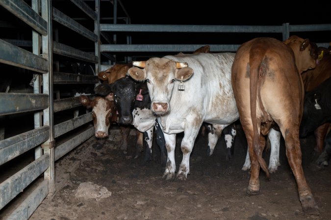 Cow in slaughterhouse holding pen