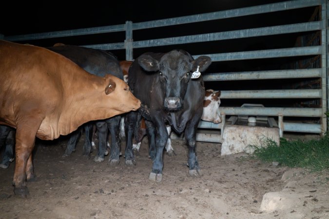 Cow in slaughterhouse holding pen