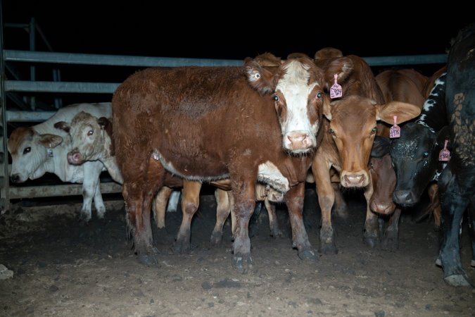 Cow in slaughterhouse holding pen