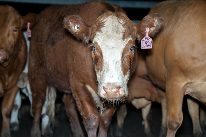 Cow in slaughterhouse holding pen