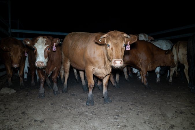 Cows in slaughterhouse holding pen