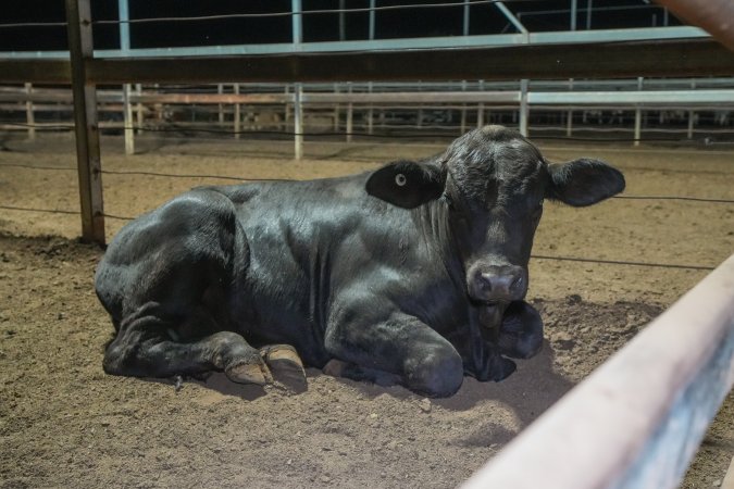 Cow lying in outdoor holding pens