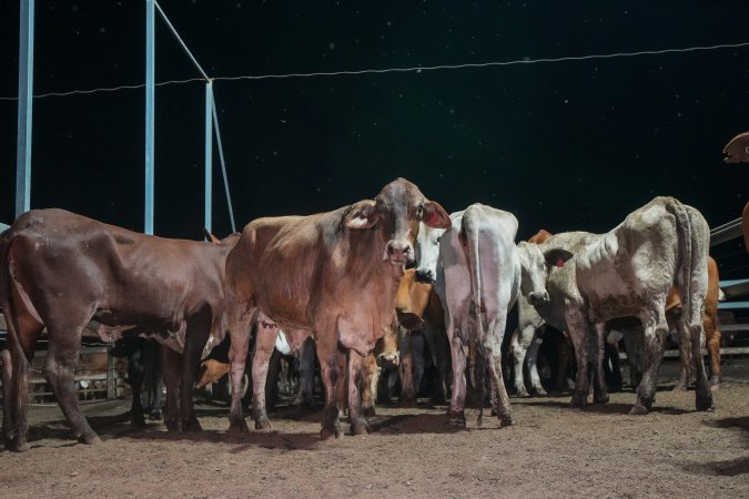 Cows in outdoor holding pens