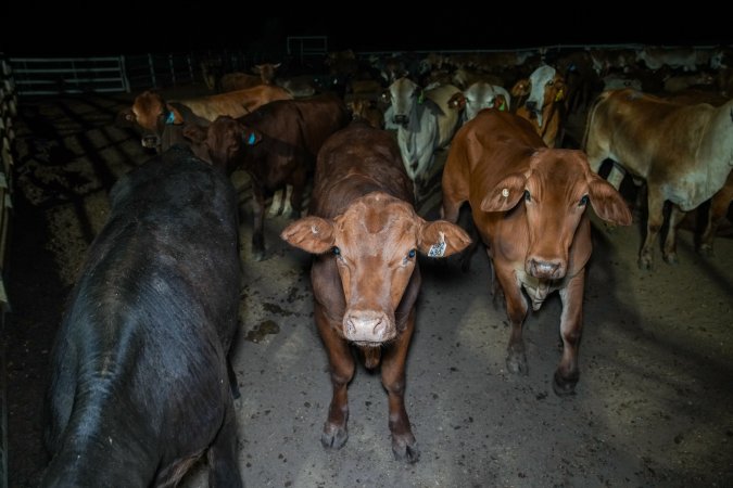 Cows in outdoor holding pens