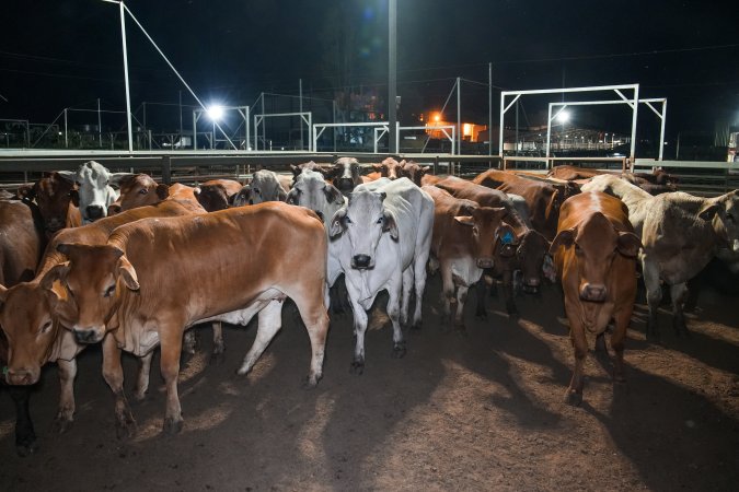 Cows in outdoor holding pens