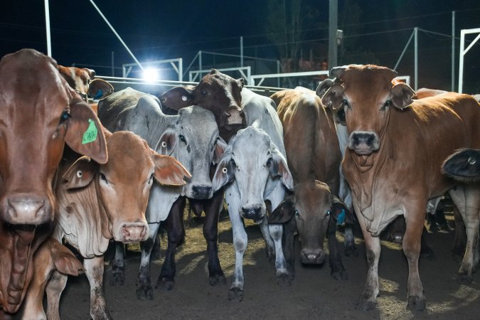 Cows in outdoor holding pens