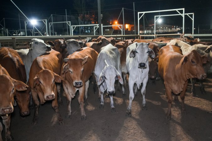 Cows in outdoor holding pens