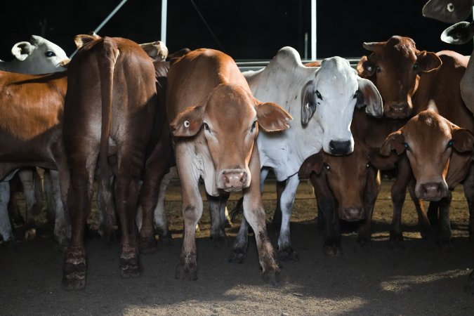 Cows in outdoor holding pens