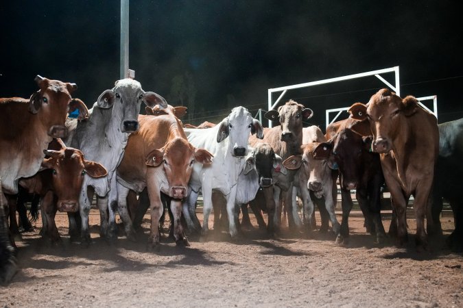 Cows in outdoor holding pens