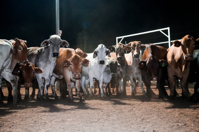 Cows in outdoor holding pens