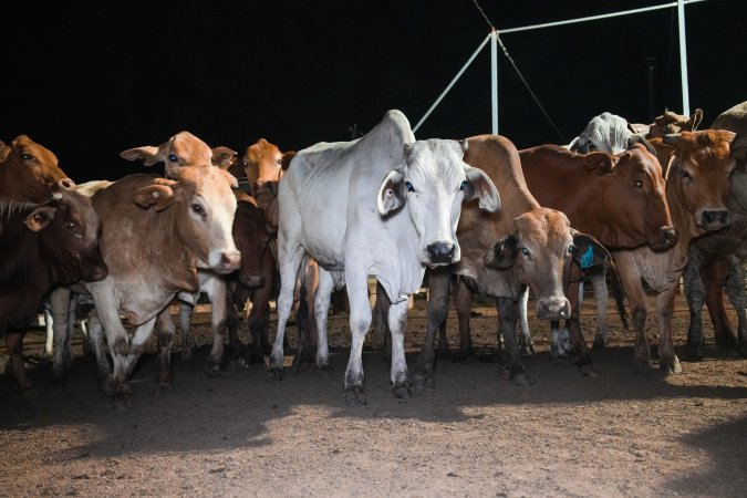 Cows in outdoor holding pens