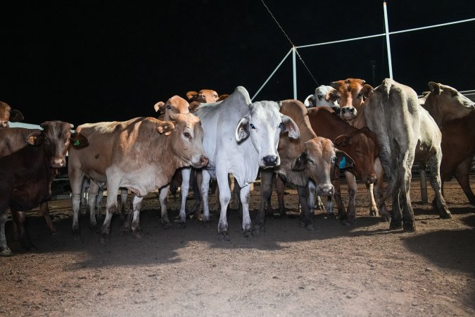 Cows in outdoor holding pens