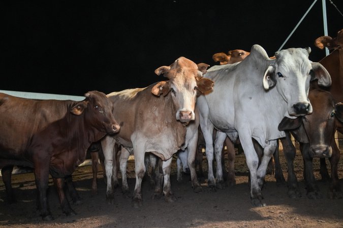 Cows in outdoor holding pens