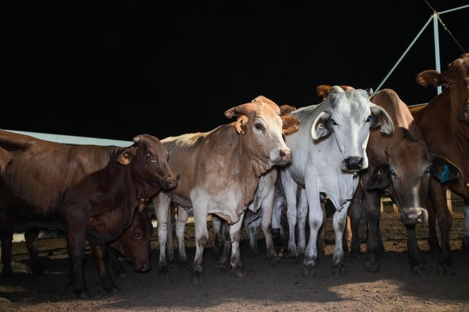 Cows in outdoor holding pens