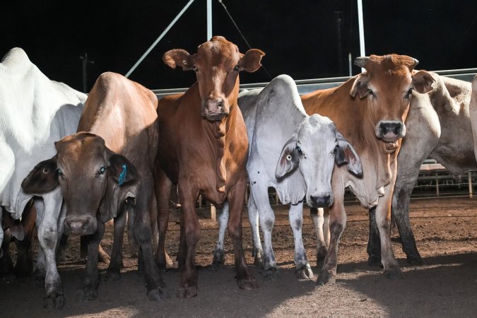 Cows in outdoor holding pens