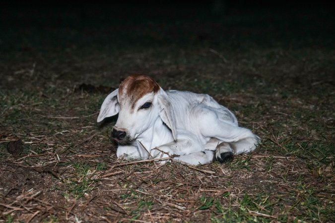 Calf in field at slaughterhouse