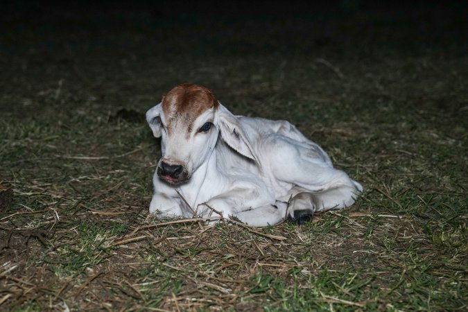 Calf in field at slaughterhouse